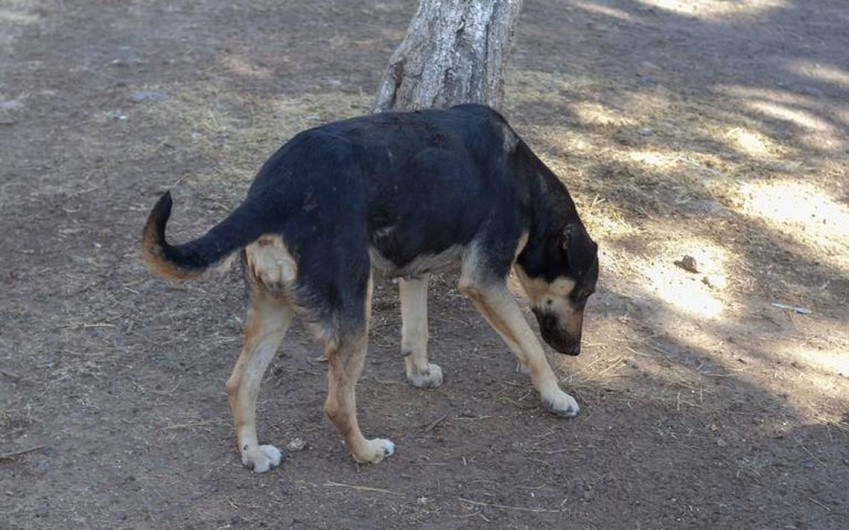 Secretaria de Salud emite alerta por casos de rabia