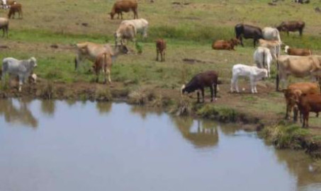 Lluvias ayudan a ganaderos 