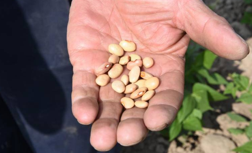 Ya logramos autosuficiencia en frijol, nos falta en arroz, cárnicos y trigo: AMLO 