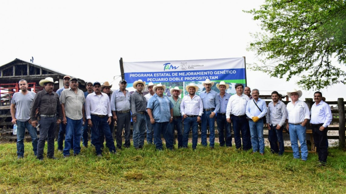 Con vaquillas de doble propósito, Gobierno de Tamaulipas detona producción de leche