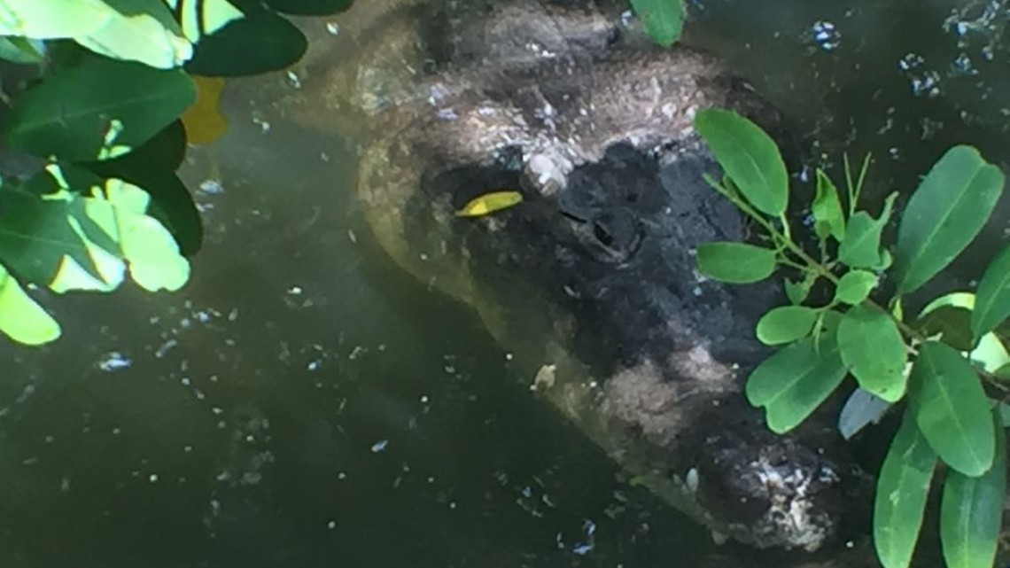 Alertan por posibles ataques de cocodrilos en sistemas lagunarios