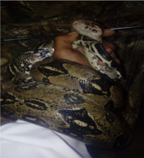 PROFEPA rescate serpiente en peligro de extinción   