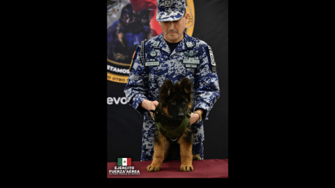 Llega a México cachorro donado por Turquía tras muerte de Proteo