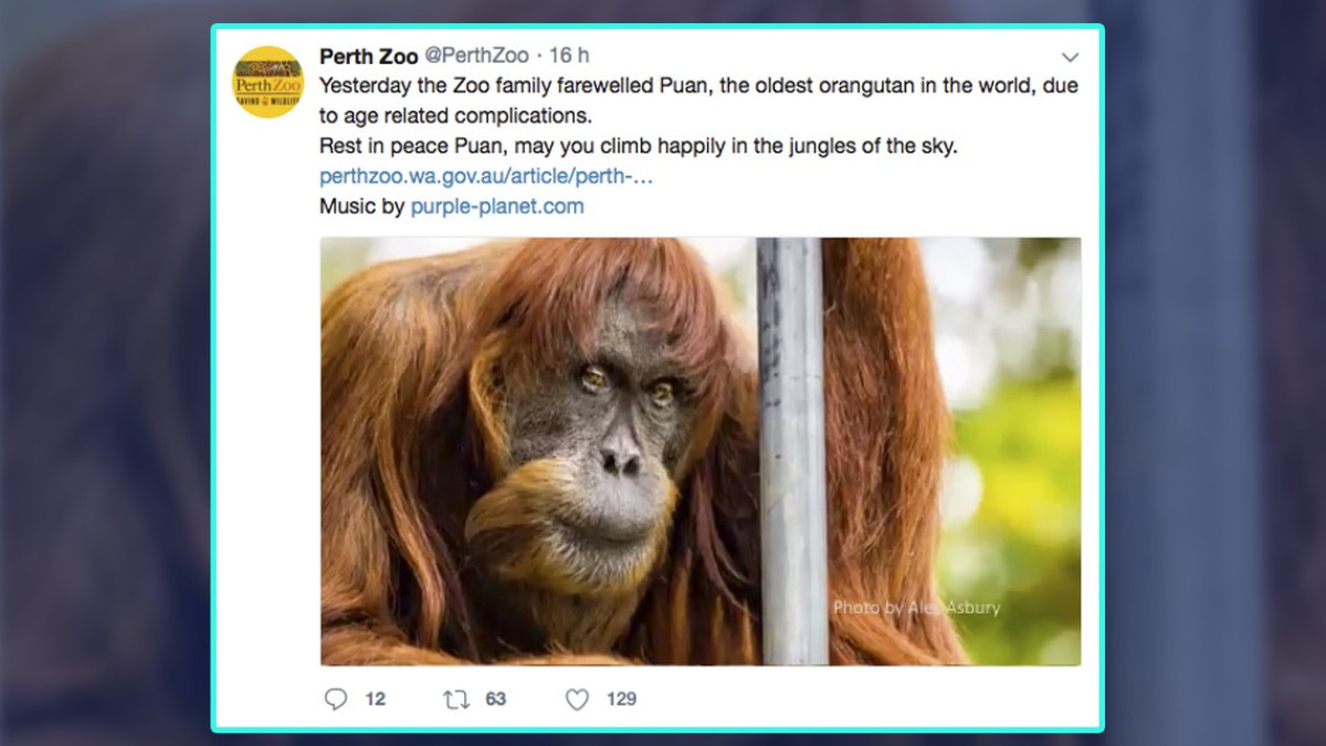 Muere en Australia el orangután más viejo del mundo 