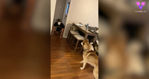 Hombre se pone disfraz de perro para asustar a sus mascotas