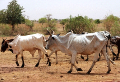 Registran aumento de sacrificios de ganado en Ciudad Mante