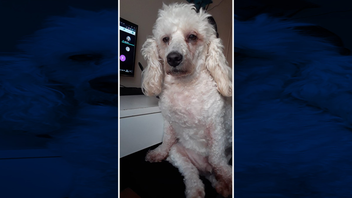 Perrito se desvela por acompañar a su dueña a terminar la tarea