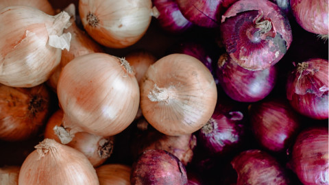 Alertan sobre posible presencia de Salmonelosis en cebollas mexicanas 