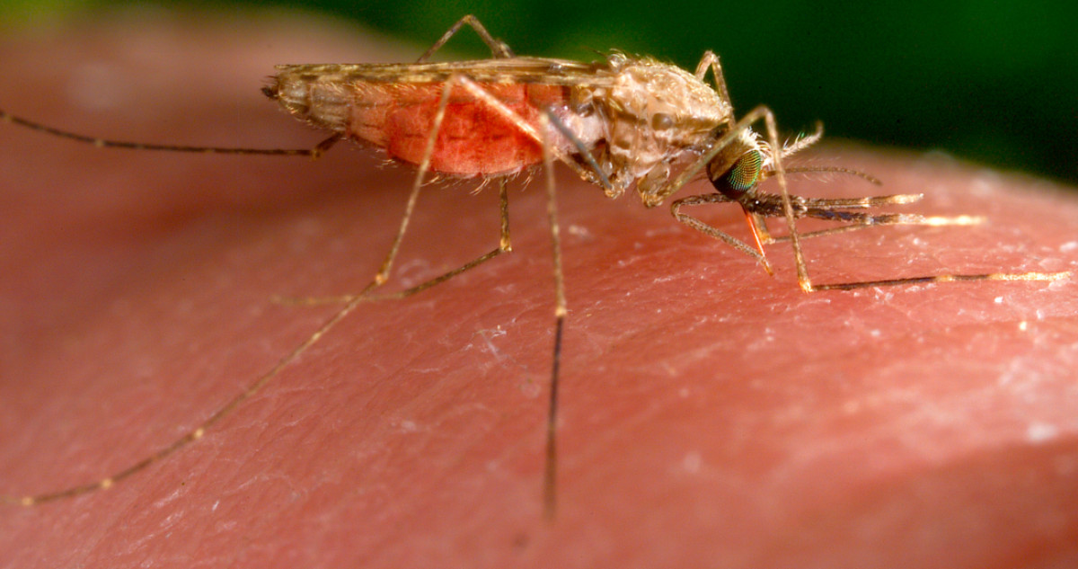 Reportan 23 casos de dengue y 325 probables en Guerrero