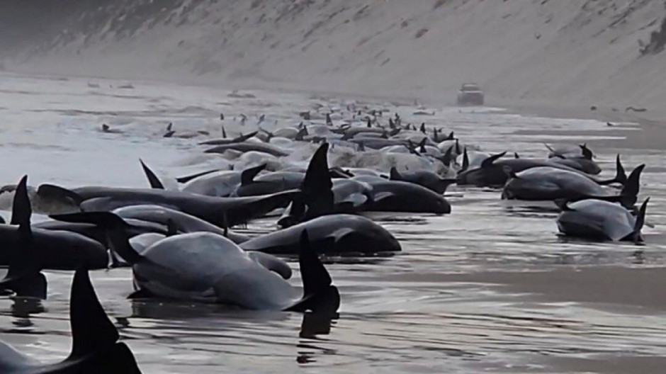 Aparecen casi 200 ballenas muertas en una playa de Australia