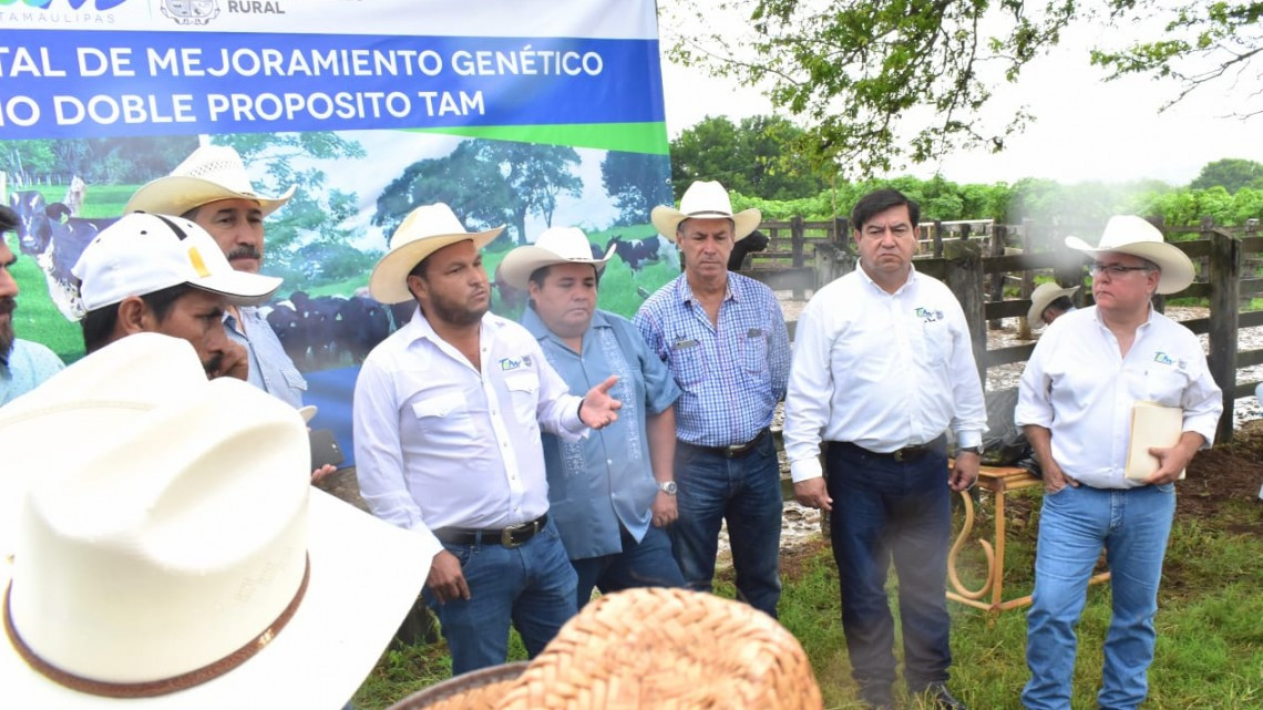 Con vaquillas de doble propósito, Gobierno de Tamaulipas detona producción de leche