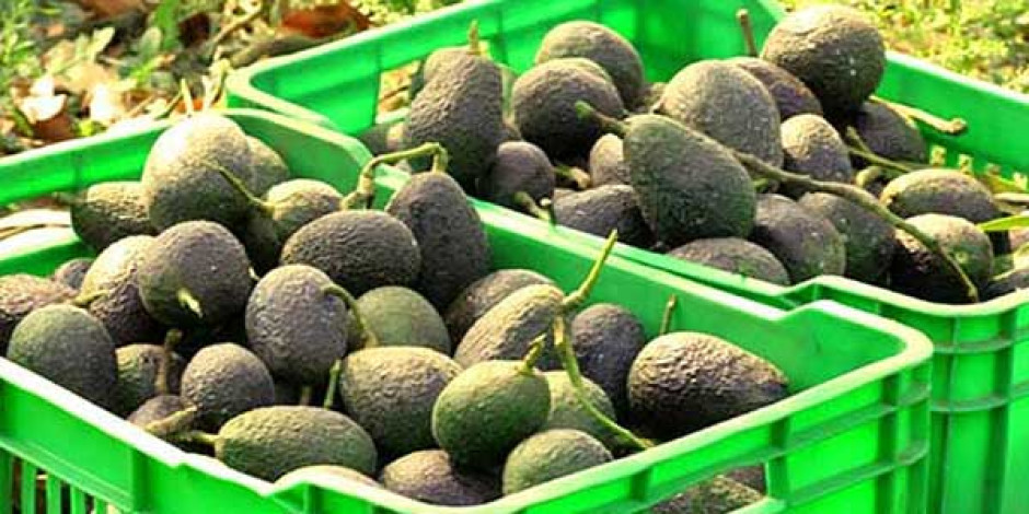 Envían quinto embarque de aguacate mexiquense a Canadá