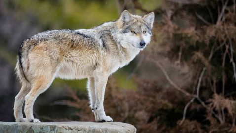 Escapa lobo gris de reserva en Edomex; se pasea por Tenancingo