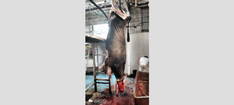 Rastro de Tampico sólo creció un 10% en producción y matanza 