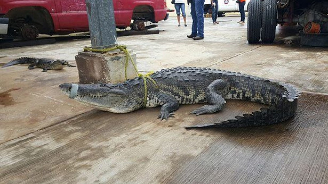 Autoridades aseguran una estancia tranquila para visitantes en Miramar