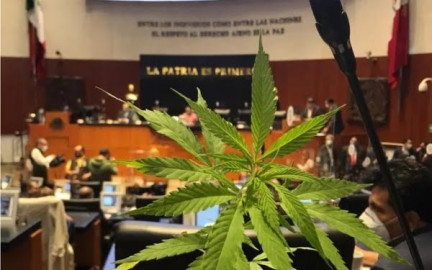 Se despenaliza el consumo mayor a 10 gramos de mariguana 