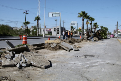Retiran palmas de camellones en avenida Lauro Villar