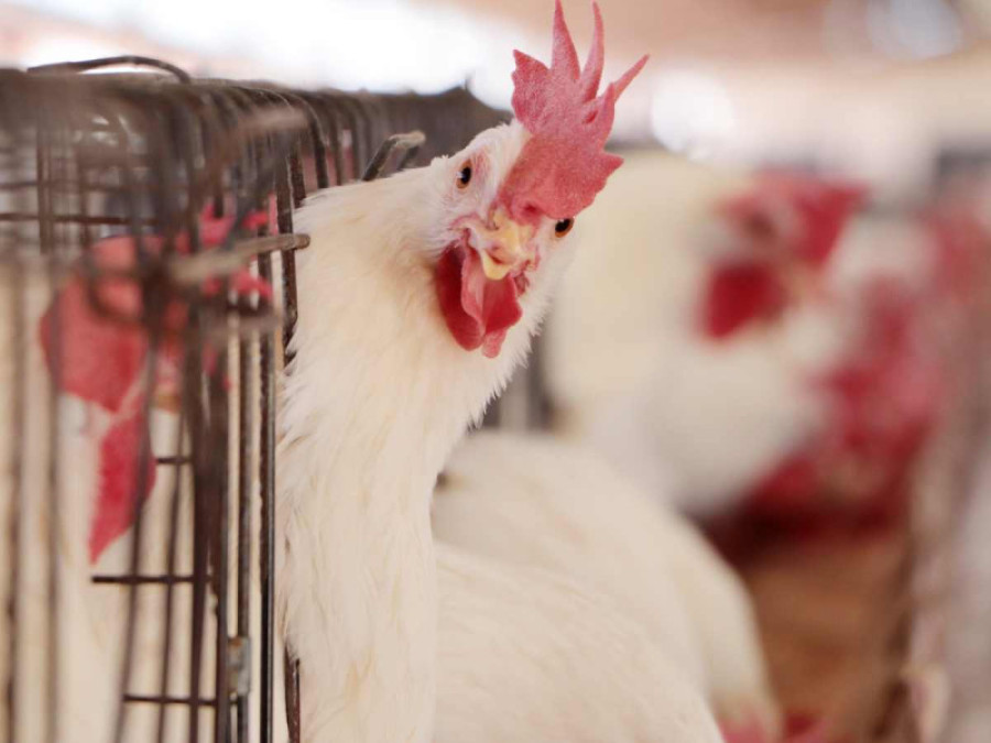 Detectan brote de gripe aviar en granjas de Aguascalientes