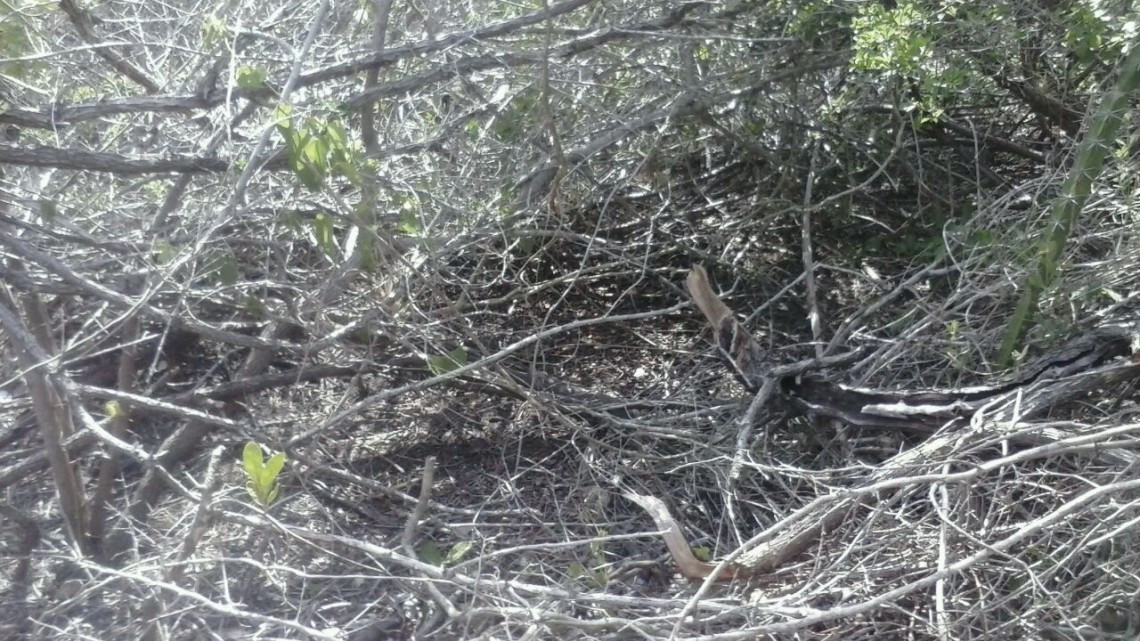 Ejidatarios denuncian problemas de contaminación por los trabajos del Gasoducto Texas Tuxpan