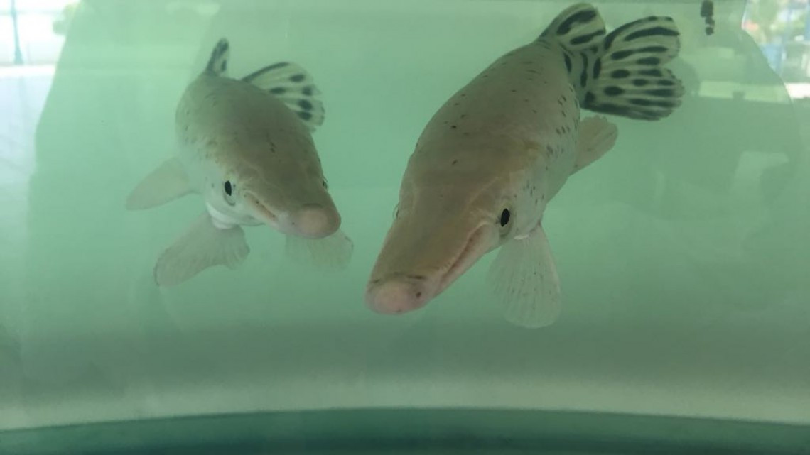 Atractivos turísticos de Altamira, siguen siendo preferidos por propios y visitantes.