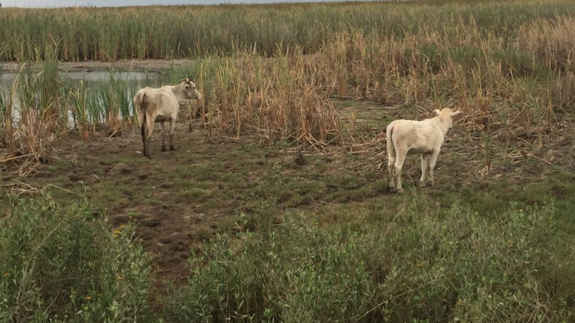 Urge proyecto de captación de agua lluvia en el Champayán y el Tamesí