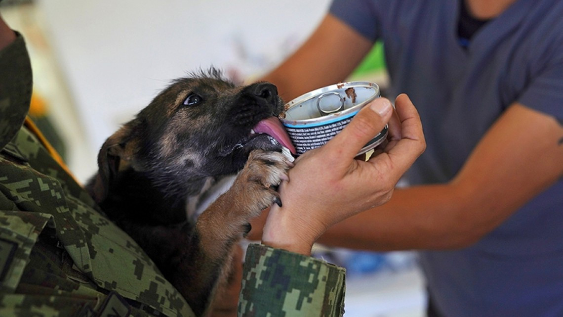 Perritos de refugio en Santa Lucía trabajarán para detectar drogas y COVID-19