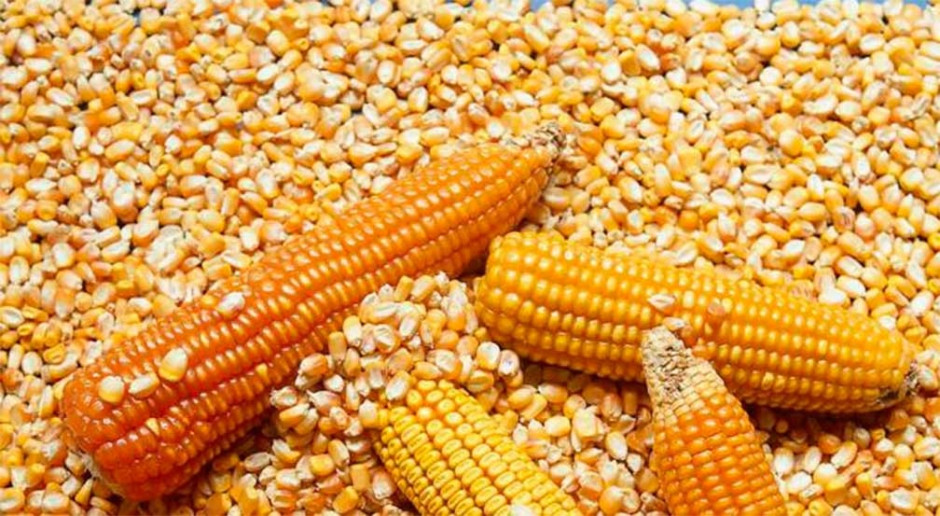 Maíz baja su precio debido a afectaciones de "Beatriz"