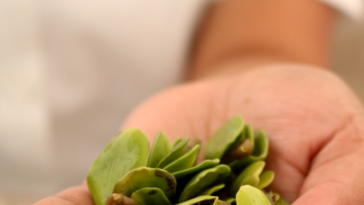 Refuerza Gobierno de Tamaulipas siembra y producción  de mangle