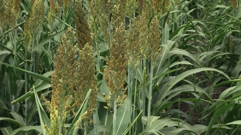 Agricultores piden se considere zona de desastre por falta de lluvias