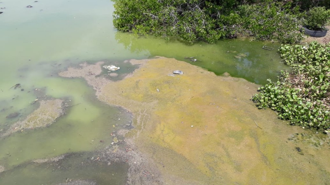Lagunas comienzan a secarse por falta de lluvias
