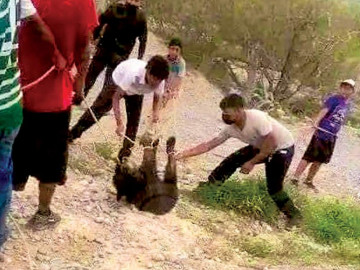 Suspenden 5 policías por muerte de osezna en Coahuila 