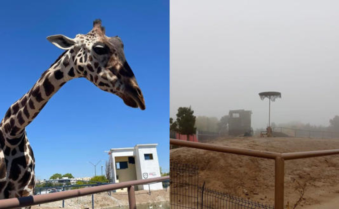 Profepa asegura a la jirafa “Benito” tras denuncia de maltrato en Ciudad Juárez   