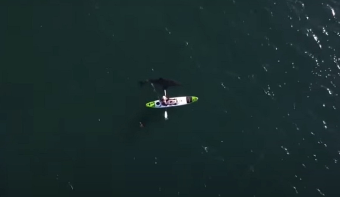 El escalofriante encuentro de un pescador con un tiburón blanco