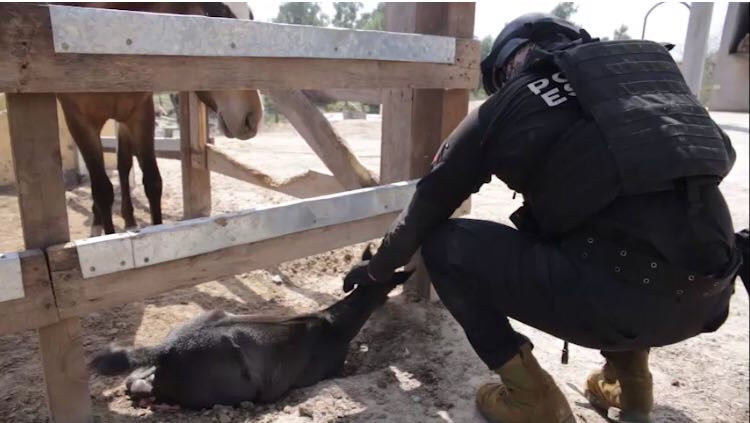 Descubren maltrato animal y probables sustancias en zoológico