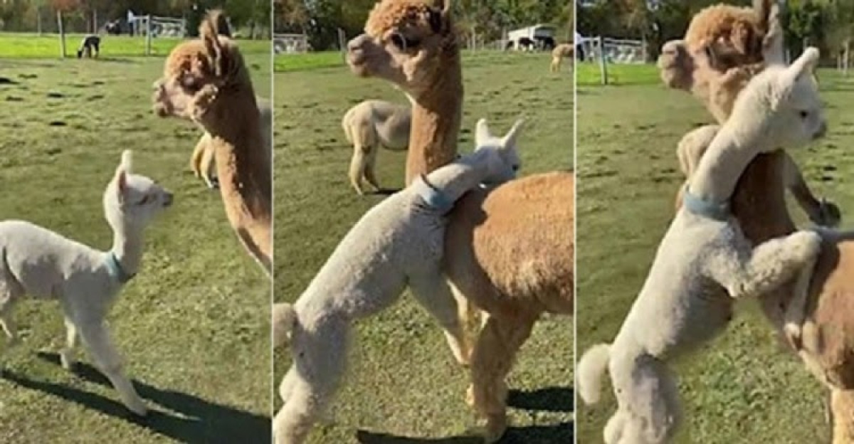 El tierno abrazo sorpresa de una pequeña alpaca a su mamá 
