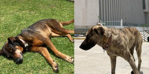 Flaca y Luisa, lomitos adoptados por el congreso de Guanajuato