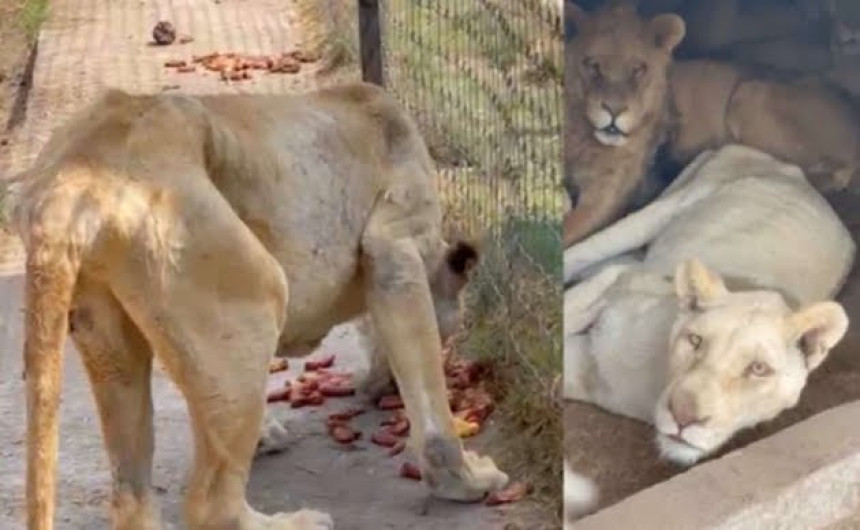 Más de 200 animales fueron rescatados de un refugio animal 
