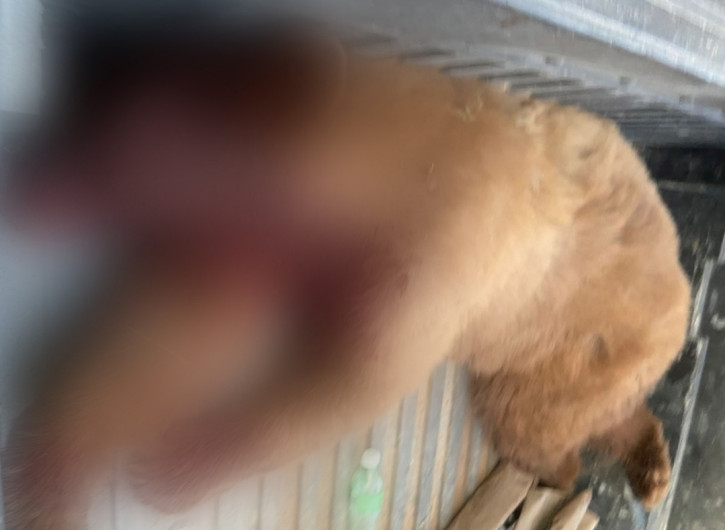 Oso negro es asesinado en Sonora 