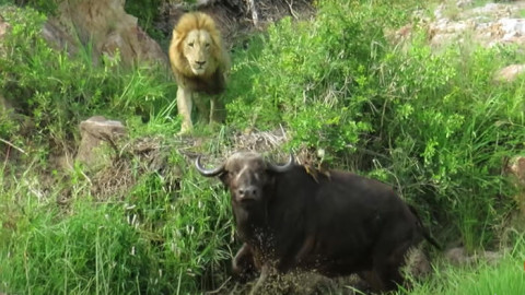 Leones atacan a un búfalo frente a un grupo de turistas