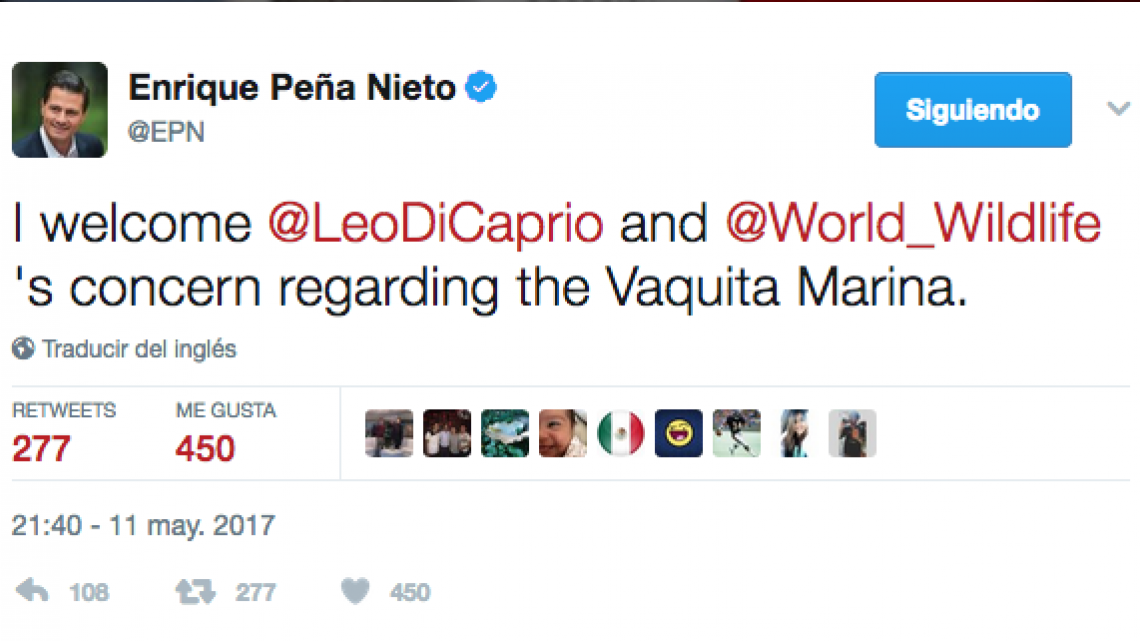 Responde EPN a Di Caprio sobre extinción de vaquita marina