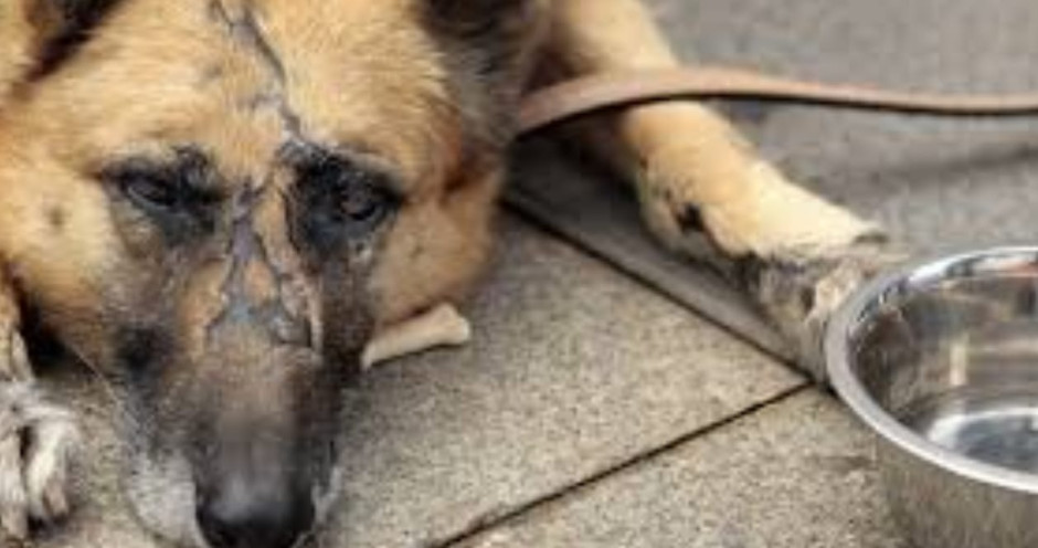 Aplicará Municipio acciones a favor de los animales