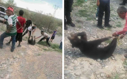 Abren carpeta de investigación contra presuntos asesinos de oso en Coahuila