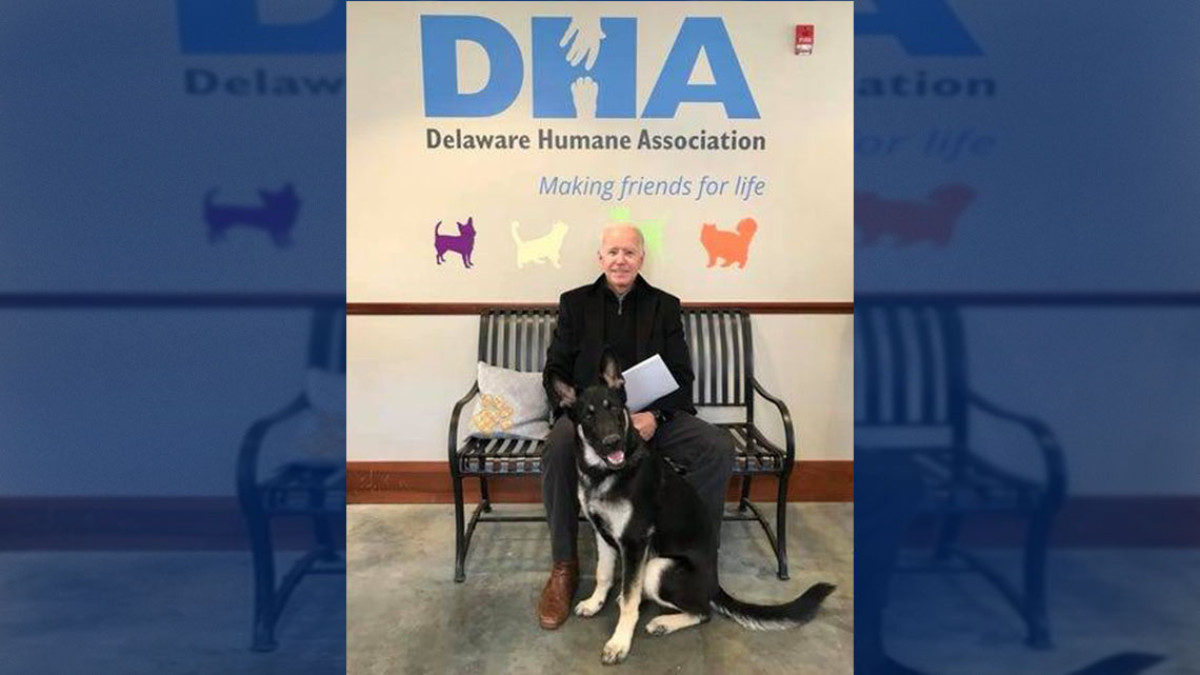 “Major” es el primer perrito rescatado por Joe Biden que vivirá en la Casa Blanca 