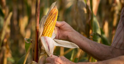Prohíbe México uso de maíz transgénica para alimentación humana