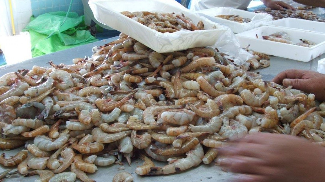 Despicadoras confían en que no se alargue más la veda en altamar