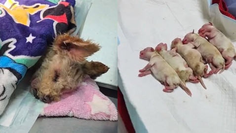 Operan de emergencia a “Cereza”, perrita embarazada afectada por explosión de gas