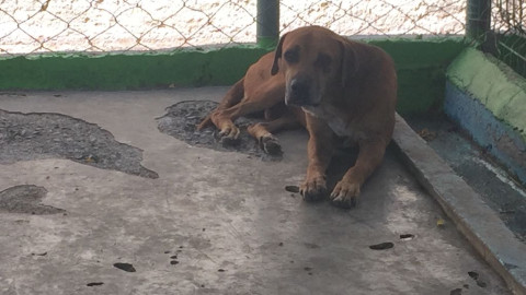 Llaman a proteger a mascotas de altas temperaturas