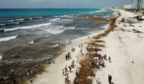 Advierten aumento de sargazo en playas del Caribe Mexicano para la próxima semana 