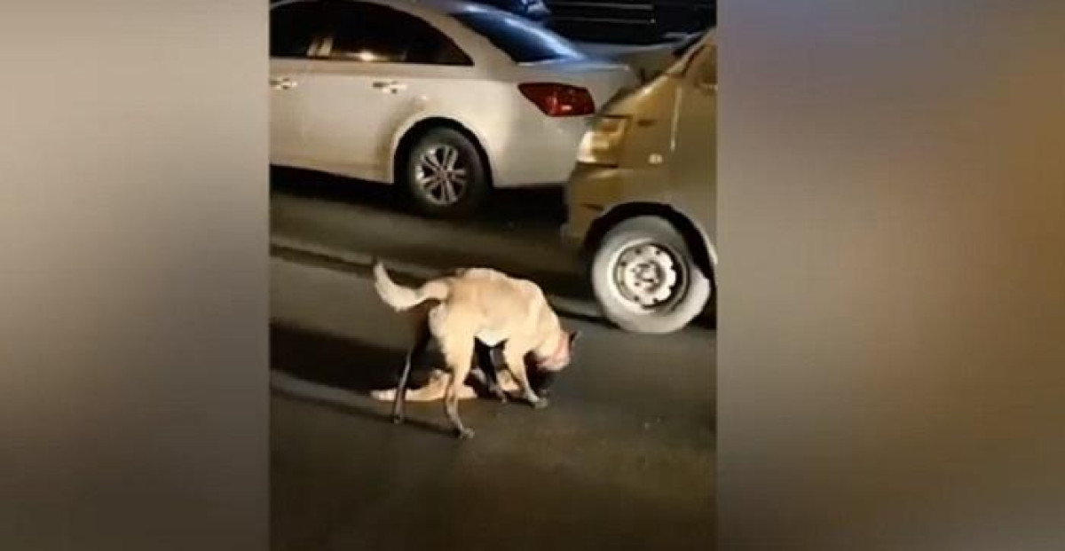 Perro intenta reanimar a un gato muerto
