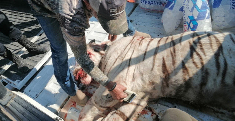 PROFEPA emite denuncia ante FGR por muerte de Tigre Blanco en Querétaro